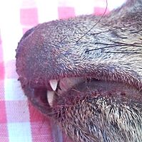 Hyrax incisors closeup
