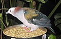 Imperial.pigeon.750pix