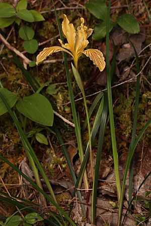 Iris innominata 5004.JPG