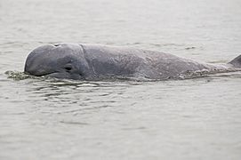 Irrawaddy dolphin-Orcaella brevirostris by 2eight