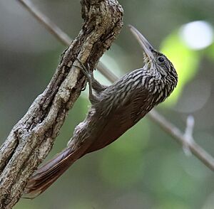 Ivory-Billed Woodcreeper.jpg