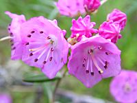 Kalmia polifolia 4 (5098087740)