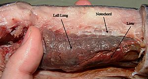 Lungs of Protopterus dolloi