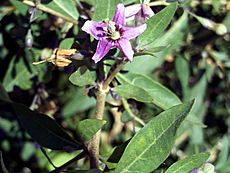 Lycium barbarum Flower Closeup Miguelturra CampodeCalatrava