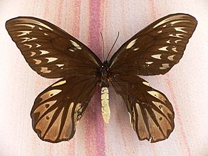 MP - Ornithoptera alexandrae 3