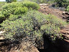 Melaleuca calothamnoides (habit)