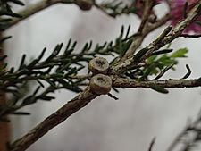 Melaleuca lateralis fruit