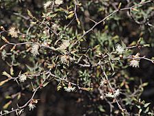 Melaleuca podiocarpa (leaves, flowers)