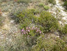 Melaleuca subtrigona (habit)