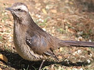 Mimus thenca-standing