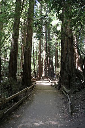 Muir Woods National Monument 2010 11