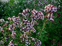 Origanum-vulgare.JPG