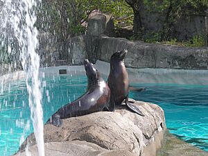 PGHZoo-sealions