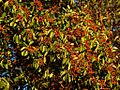 Pacific Madrone (Arbutus menziesii), Jacksonville Woods