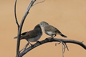 Pair of Chestnut-rumped Thornbills