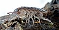 Porcellio scaber - male side 2 (aka)