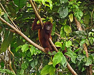 Purus Red Howler Monkey 1