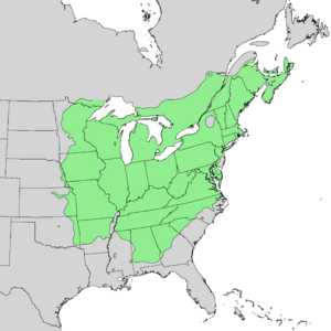 Quercus rubra range map 1.png