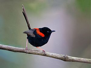 Red-backed Fairy-wren.jpg