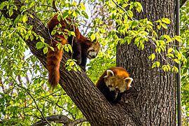 Red panda 30966214626