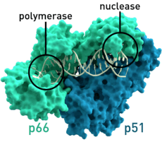 Reverse transcriptase 3KLF labels