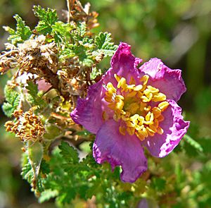 Rosa minutifolia 4.jpg