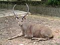 Sambar deer