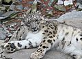 Snow leopard - Uncia uncia