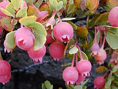 Starr 011107-0043 Vaccinium reticulatum.jpg