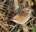 Swamp Sparrow