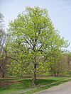 Tilia americana, Arnold Arboretum - IMG 5911.JPG