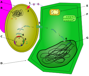 Transfection by Agrobacterium