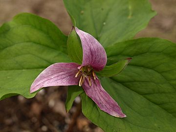 Trillium mature flower