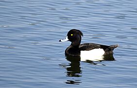 Tufted Duck male AMSM8782