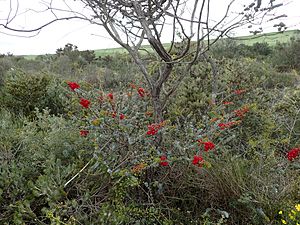 Verticordia grandis (habit)