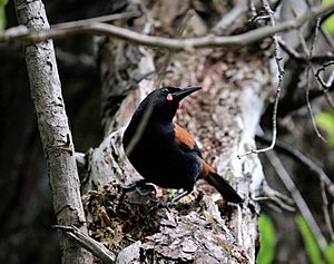 Vigilant saddleback