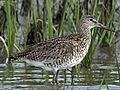 Willet (Tringa semipalmata) RWD4