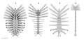 20210000 Luolishaniids Luolishaniidae Luolishaniida