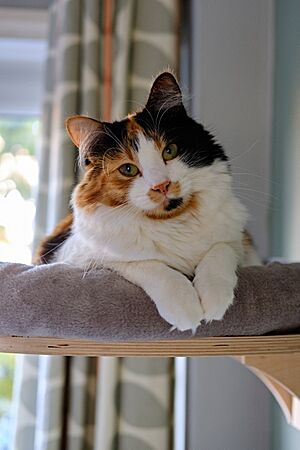 A Calico cat