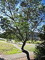 Acacia-longifolia-tree