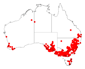 Acacia paradoxaDistMap672.png