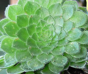 Aeonium Tabuliforme hairs.jpg