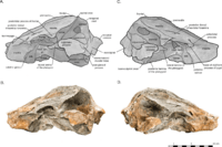 Arktocara in lateral view