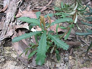 Banksia marginata seedling WSF