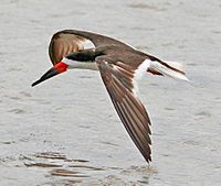 Black Skimmer (Rynchops niger)