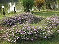 Blossom, Vanganga Lake, Dadra - panoramio