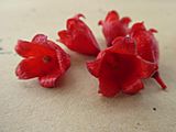 Brachychiton acerifolius - flowers SF21001