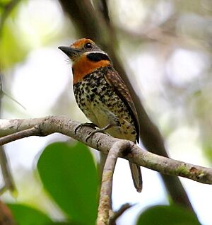 Bucco tamatia - Spotted Puffbird.JPG