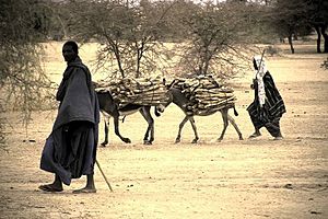 Buying fuelwood