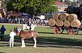 Camden Show Main Arena 2011